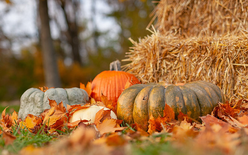Fall